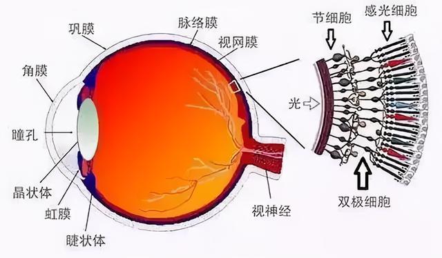 最新視網(wǎng)膜技術(shù)，重塑視覺(jué)世界的革命性突破