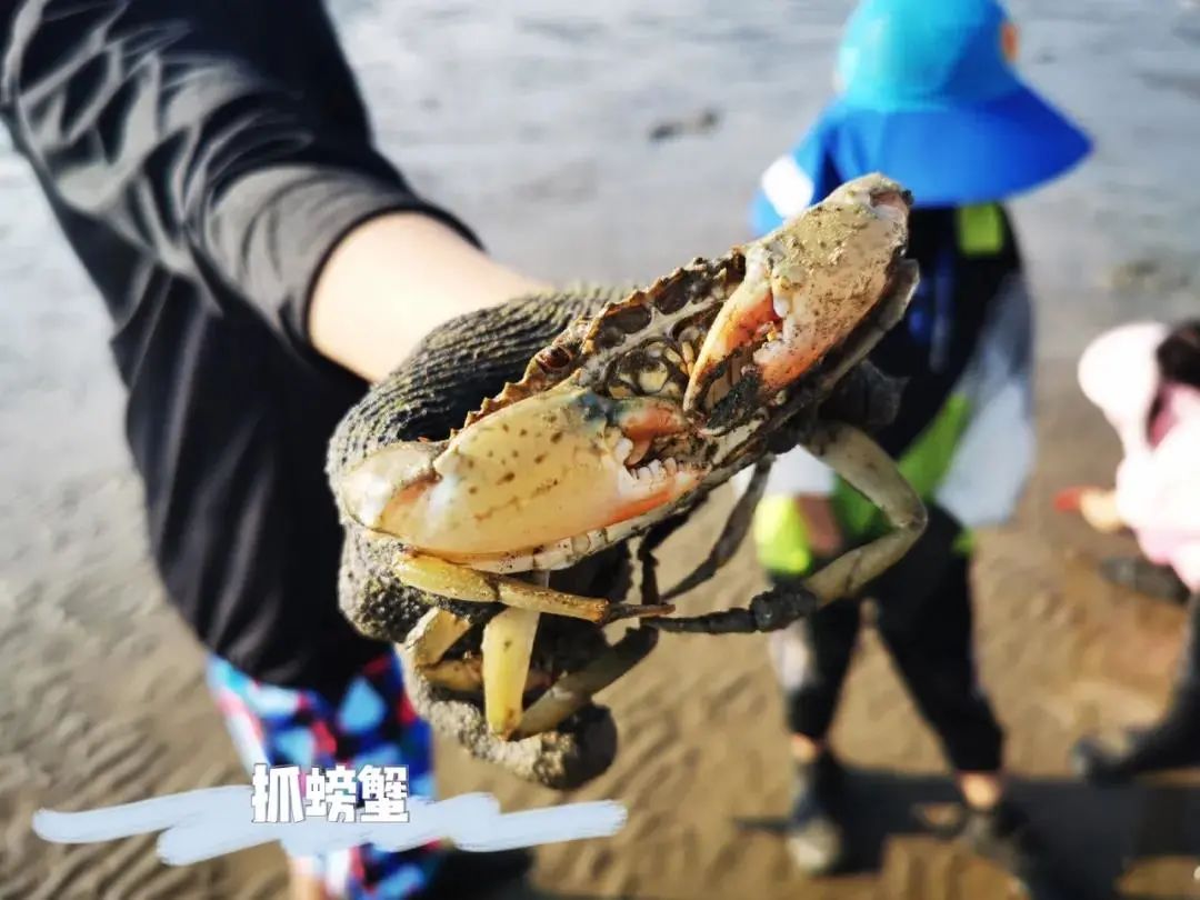 最新小鍋趕海，探索海洋的奇妙之旅